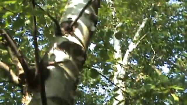 how to identify Betula papyrifera смотреть онлайн