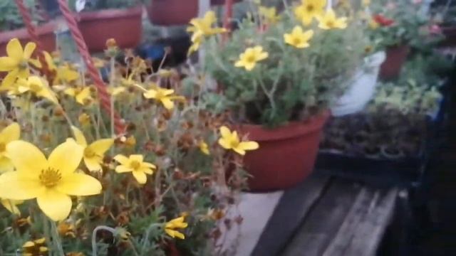 Биденс в октябре. Обзор. Тонкости и условия выращивания.