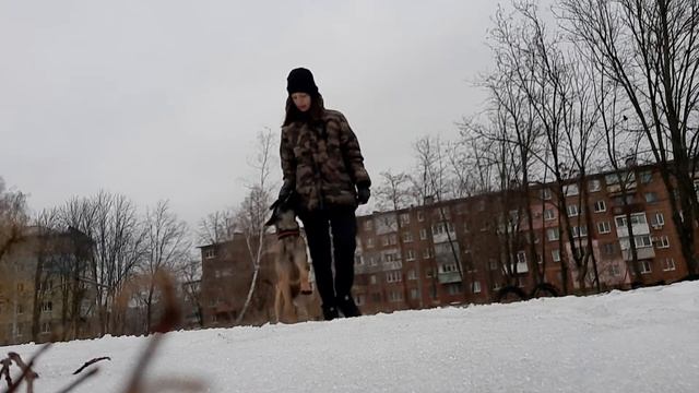 Бельгийская овчарка малинуа. Послушание.Тренировка.Obidience With Belgian Shepherd Malinois.