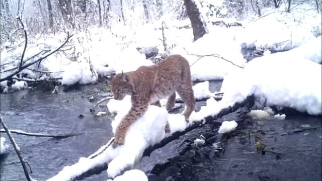 Весь мир был в ужасе, вот что обнаружили в чернобыльском лесу! смотреть онлайн