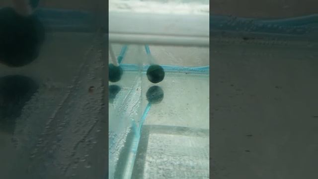 Меченосцы рожают. Аквариумный роддом! смотреть онлайн