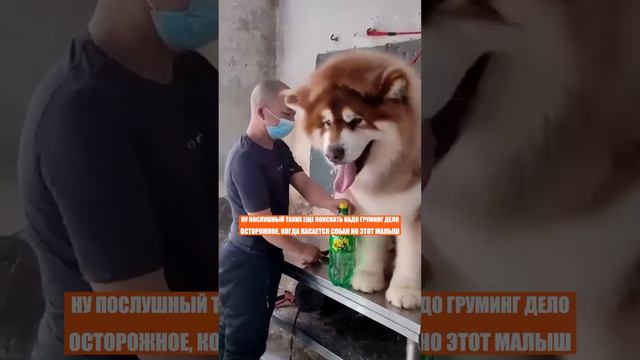 Срочно нужна стрижка! Дружелюбный гигант: весна не за горами - а лишнюю шерсть долой! смотреть онлайн