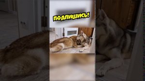 ХАСКИ И УНИТАЗОГОЛОВЫЙ!!