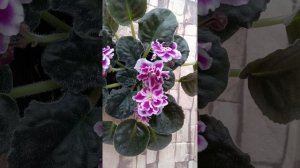 Фиалка РС-Восторг