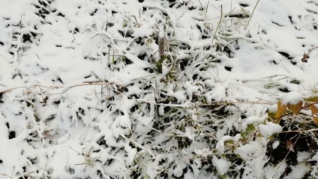 Выпал первый снег. Готовим ленивую пиццу и бутерброды с печенью трески. смотреть онлайн