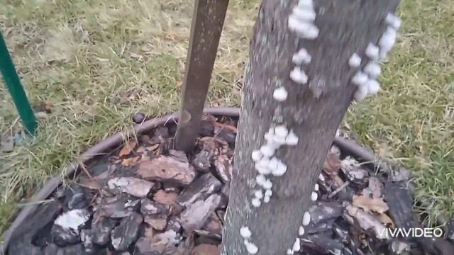 Грибы?Прямо под Новый год белые грибы на дереве?❄️ смотреть онлайн