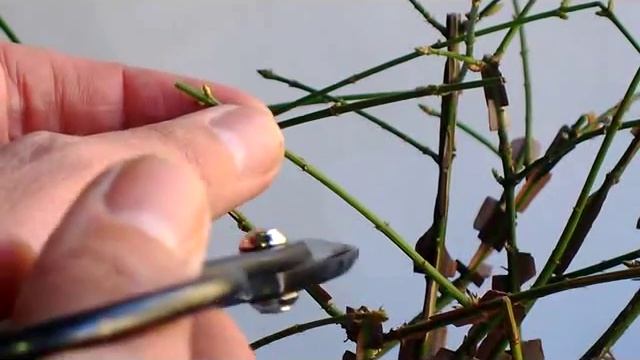 BONSAI-POTATURA PRIMAVERILE- EUONYMUS "ALATUS" смотреть онлайн