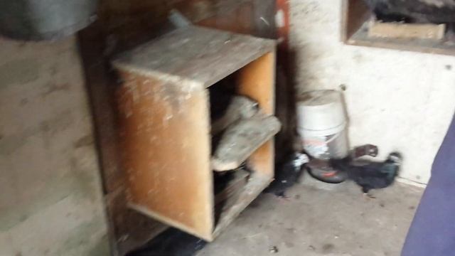 Голуби Бакинские - Чили ( Часть № 2 ) / Baku Pigeons - Chile ( Part № 2 ) смотреть онлайн