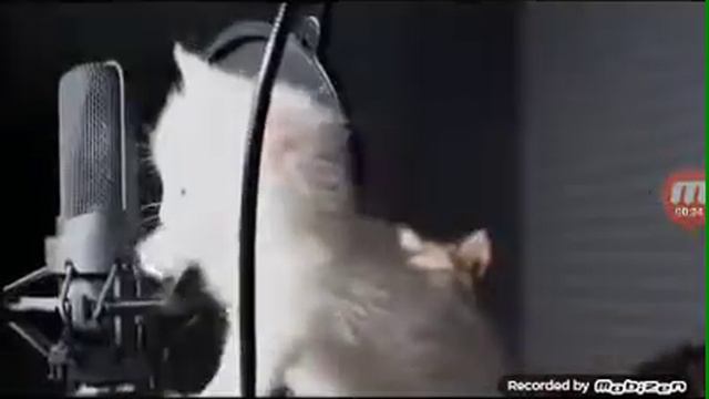 Котята поют песню из сумерки няшно 🐈 смотреть онлайн