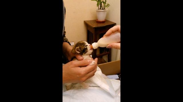 если кот делает так ушками значит хочет кушать смотреть онлайн