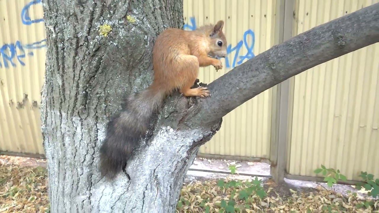 Белочка (7.07.2024) смотреть онлайн
