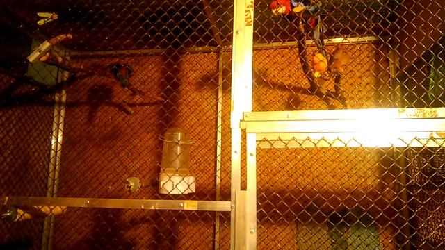 В обшем вольере молодой кенар начинает петь. смотреть онлайн