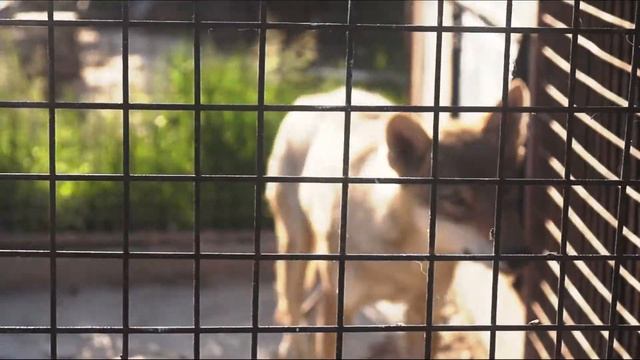 ГУЛЯЕМ ПО ЛЕСУ// НАСТОЯЩИЙ ВОЛК смотреть онлайн