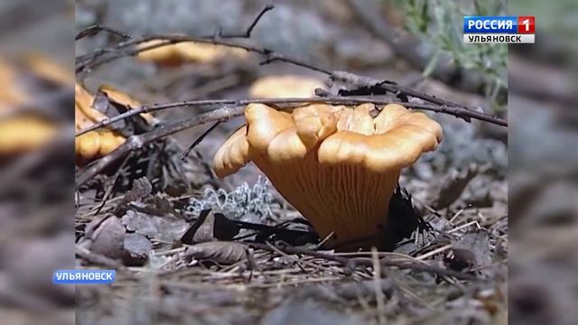 День эколога смотреть онлайн