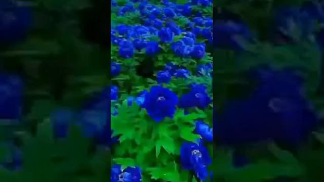Beautifull blue rose garden . unbelievable смотреть онлайн