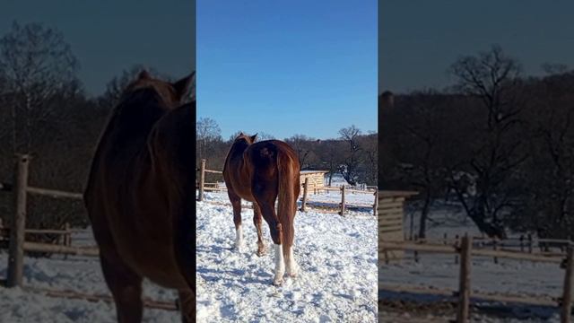 лошадка смотреть онлайн