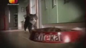 Реклама KiteKat 2010