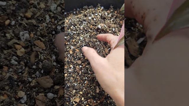 Грунт для ароидных и других растений смотреть онлайн