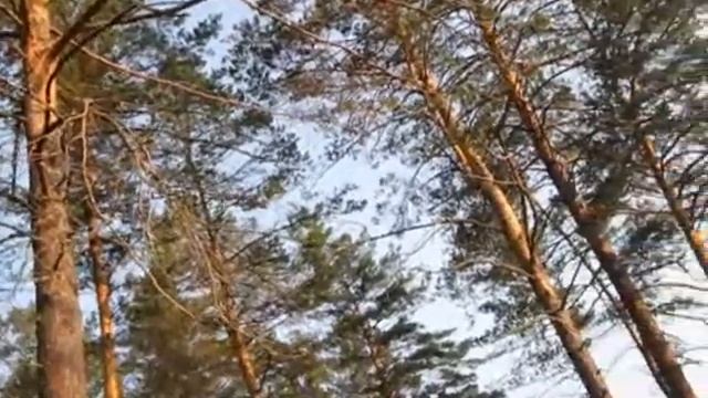 Горный Алтай. Утро в палатке... смотреть онлайн