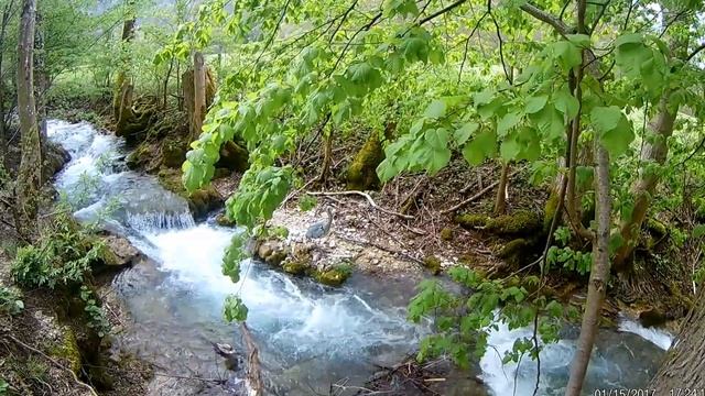 Цапля серая ... смотреть онлайн