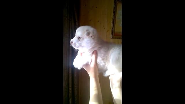 Щенок хаски смотреть онлайн