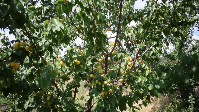 Абрикос Эрли Ред Оранж (29 мая 2018) - Агро Сад смотреть онлайн