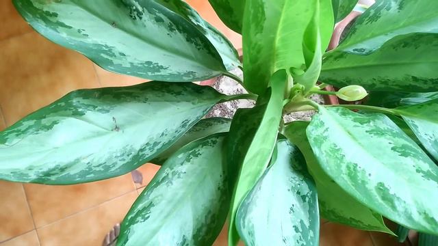 Blooming in Agloanema | Agloanema Flower - Good or Bad? #aglaonema #aglaonemaflowers #indoorplant смотреть онлайн