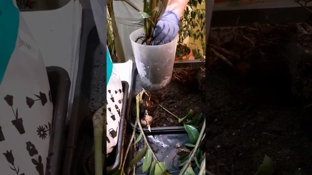 Деление Замиокулькаса. смотреть онлайн