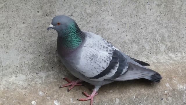 【ハト日記】本日も平和なり/Columba livia смотреть онлайн