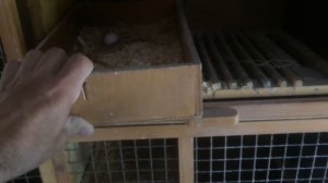 Голубятня изнутри.