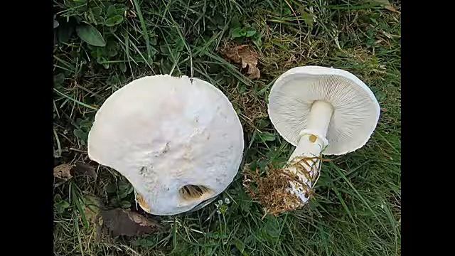 Leucoagaricus Leucothites