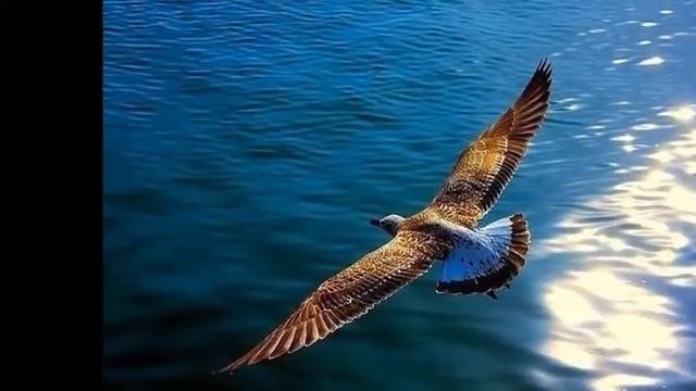ДВА КРЫЛА сл М Успенская смотреть онлайн