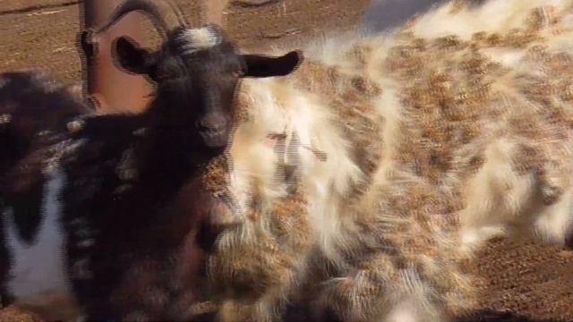 Накормить голодных дойных коз заанинской породы смотреть онлайн