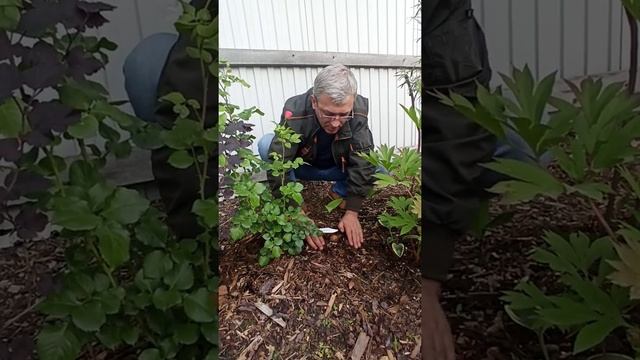 Выращиваем грибы на дачном участке 2 смотреть онлайн