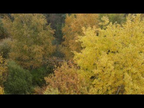 осенний лес 4K смотреть онлайн