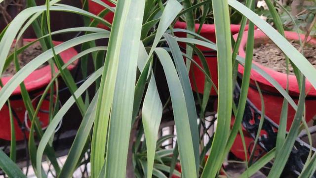 Pony Tail Palm/ Elephant Foot Palm/ Nolina Palm care tips смотреть онлайн