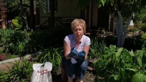 ПЕРЕЦ И БАКЛАЖАН ? Посадка в открытый грунт / Садовый гид