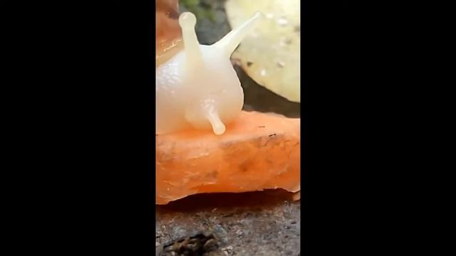 Короткометражка про улитак ахатинки смотреть онлайн