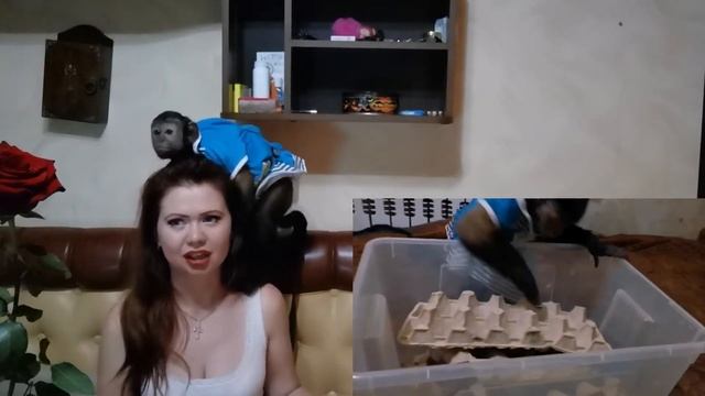 Кормовые насекомые! Мадагаскарские тараканы. Содержание и разведение в домашних условиях! смотреть онлайн