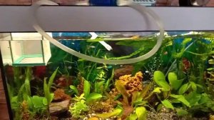 8 й день жизни аквариума после запуска первый подмен воды