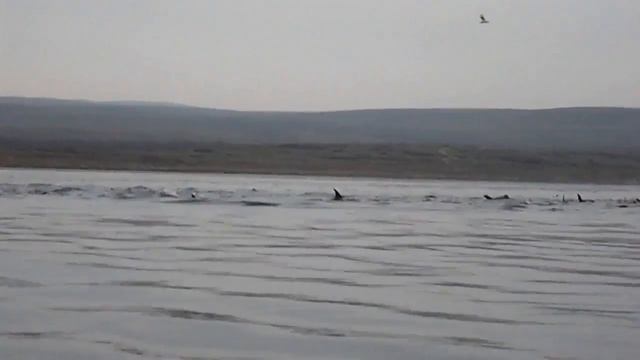 Дельфины полуостров Рыбачий-Баренцево море. смотреть онлайн