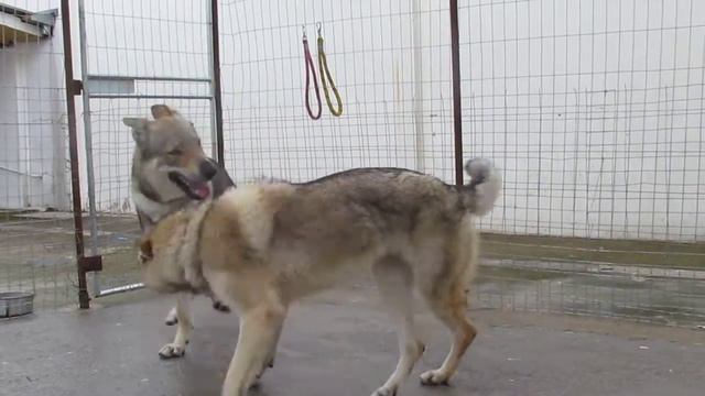 Bahram and Beeta Taura Berá playing - 2 смотреть онлайн