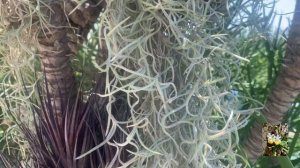 Tillandsia usneoides или тилландсия уснеевидная