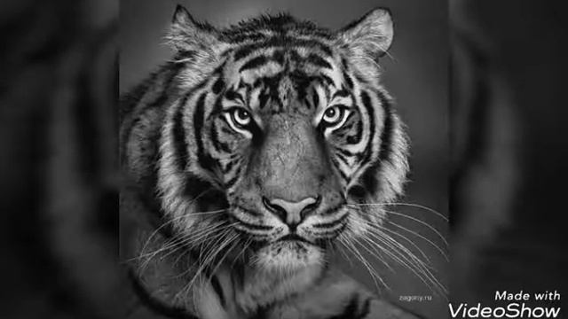 Красивые рисунки нарисованные карандашом✏✏✏ смотреть онлайн