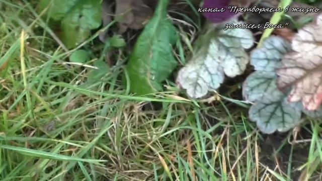 Копать или не копать грядки,вот в чем вопрос ! смотреть онлайн