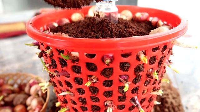 Brilliant Ideas | How to Grow Onions in Plastic Baskets Easy for Beginners смотреть онлайн