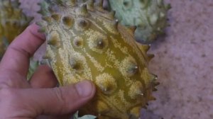 Кивано, опыт выращивания. / Cucumis metulifer