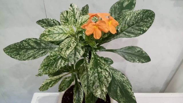 Комнатные Цветы. Растения Которые Вымахали за Зиму. смотреть онлайн