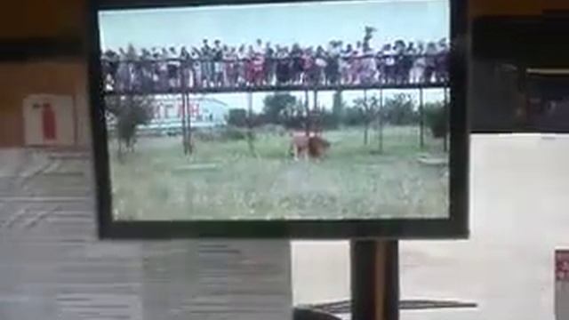 Видео-отчет смотреть онлайн
