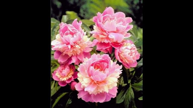 Влад. Семенов В ПОИСКАХ ЛОТОСА ч.6